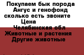 Покупаем бык порода Ангус и генофонд сколько есть звоните  › Цена ­ 30 000 - Челябинская обл. Животные и растения » Другие животные   